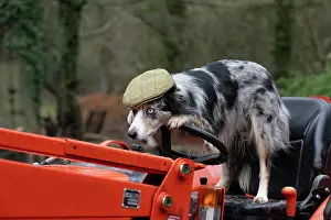 Driving: DOG, Border Collie, wearing a flat cap, sitting