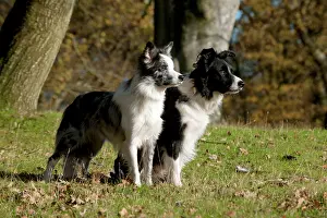Stood: DOG - Border collies standing together