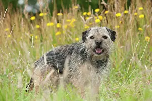 Scruffy: DOG - Border terrier