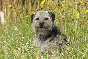 Scruffy: DOG - Border terrier