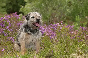 Scruffy: DOG - Border terrier
