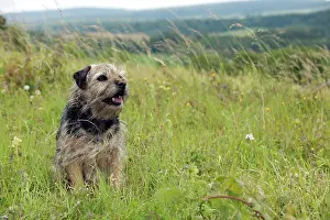 Scruffy: DOG - Border terrier