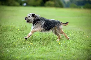 Scruffy: DOG - Border terrier