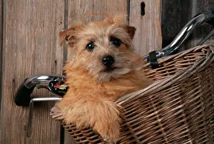 Bikes: DOG - Border Terrier in bicycle basket