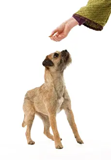 Obedience: Dog - Border Terrier - being offered biscuit by owner