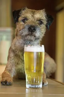 Glass: Dog - Border Terrier - in pub with beer