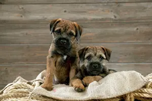 Ropes: DOG - Border terrier puppies sitting on a pile