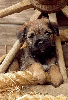 Wagon: Dog - Border Terrier puppy