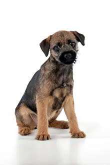 Minature: DOG Border Terrier puppy
