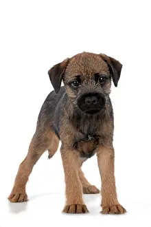 Minature: DOG Border Terrier puppy