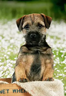 260417: DOG - Border terrier puppy sitting in a box (13 weeks ol