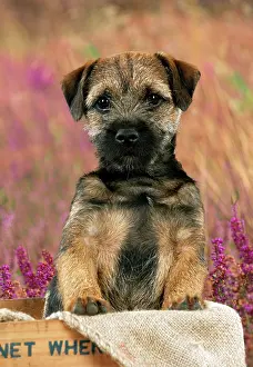 260417: DOG - Border terrier puppy sitting in a box (13 weeks ol