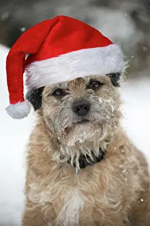 160520: DOG - Border terrier in snow wearing a Christmas hat
