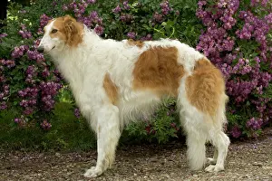 Borzoi: DOG - Borzoi / Russian Wolfhound