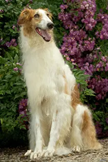 Borzoi: DOG - Borzoi / Russian Wolfhound