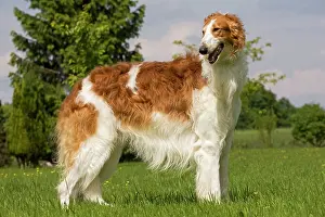 Borzoi: Dog - Borzoi / Russian Wolfhound