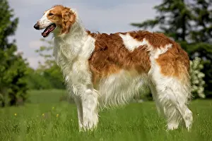 Borzoi: Dog - Borzoi / Russian Wolfhound
