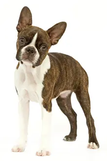 Thoughful: Dog - Boston Terrier