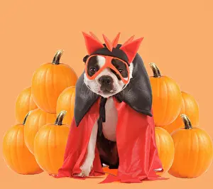Fancy: Dog - Boston Terrier