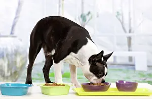 Dinner: Dog - Boston Terrier