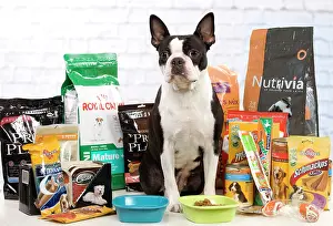 Packets: Dog - Boston Terrier