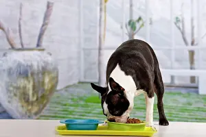 Dinner: Dog - Boston Terrier