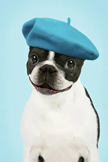 Berets: Dog - Boston Terrier