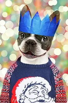 Jumper: Dog - Boston Terrier