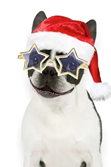 Sunglasses: Dog - Boston Terrier