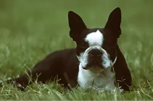 Utility: DOG - BOSTON TERRIER