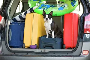 Luggage: Dog - Boston Terrier in boot of car - going on