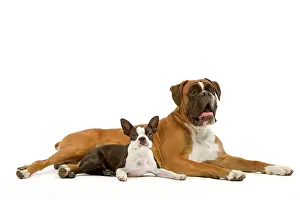 Brindle: Dog - Boston Terrier - with Boxer