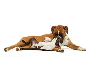 Submissive: Dog - Boston Terrier and Boxer playing in studio
