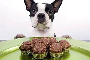 Cakes: Dog - Boston Terrier - with chocolate cakes