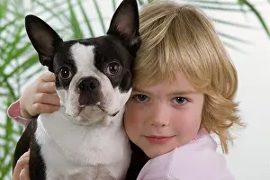 Cuddled: Dog - Boston Terrier being cuddled by young child