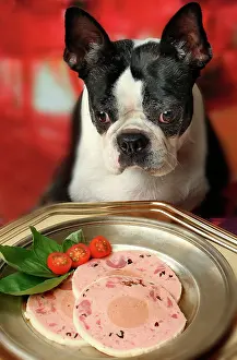 Expectations: Dog