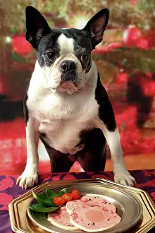 Expectations: Dog
