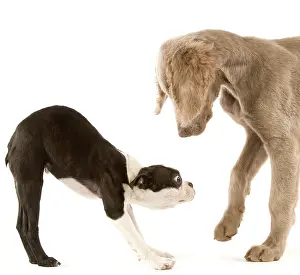 Brindle: Dog - Boston Terrier - with other Dog