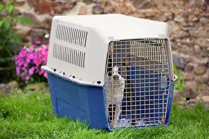 Carriers: Dog - Boston Terrier in dog carrier / basket