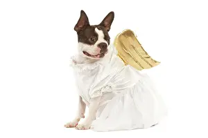 Outfit: Dog - Boston Terrier dressed up in angel outfit