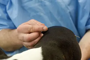 Brindle: Dog - Boston Terrier being examined by vet
