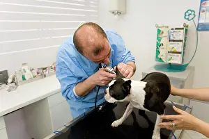 Brindle: Dog - Boston Terrier being examined by vet