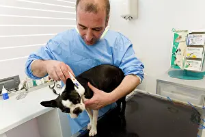 Brindle: Dog - Boston Terrier being examined by vet