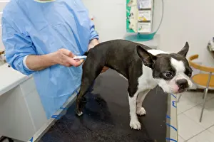 Brindle: Dog - Boston Terrier being examined by vet - checking