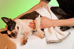 Massage: Dog - Boston Terrier being given a massage