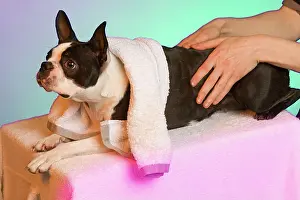 Massage: Dog - Boston Terrier being given a massage