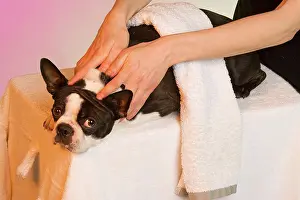 Massage: Dog - Boston Terrier being given a massage