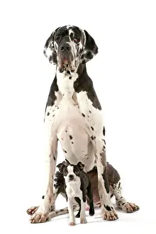 Brindle: Dog - Boston Terrier - with Great Dane