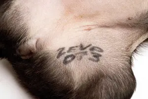 Identification: Dog - Boston Terrier - identification tattoo