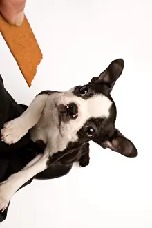 Biscuit: Dog - Boston Terrier jumping up to take biscuit from owner